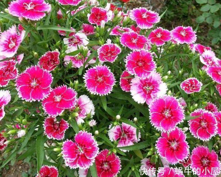 4种花仙气飘飘,花朵十分迷人,散发阵阵花香