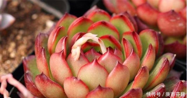 烈火|多肉宝莉安娜,养好是心中一束不灭的烈火,养不好就是路边的野菜