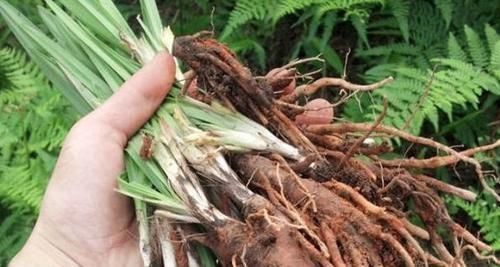 药酒|乡下的野草,泡水泡酒都行,堪称男人的“宝”,60岁老汉重回年轻