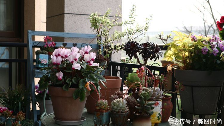 洋房|为了可以养花,我建了座小洋房,终于可以打造梦寐以求的花园了