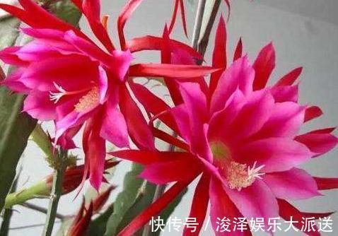 角落|室内“3种花”最见不得光，一放角落，叶绿、花苞钻，花开一大片