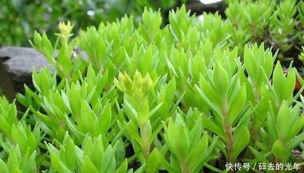 不出|这种多肉植物, 在乡下的瓦房上疯长, 很多人见多但是叫不出名字!