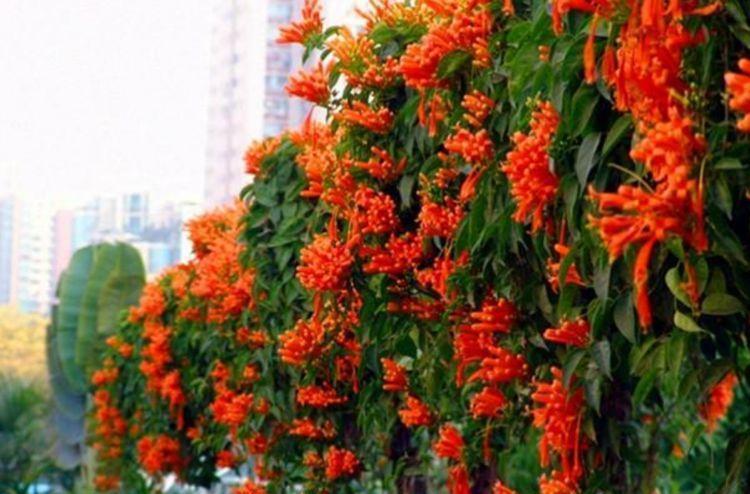 谁见了都喜欢的4种花,好打理,易爆盆,花开不断,还能旺财