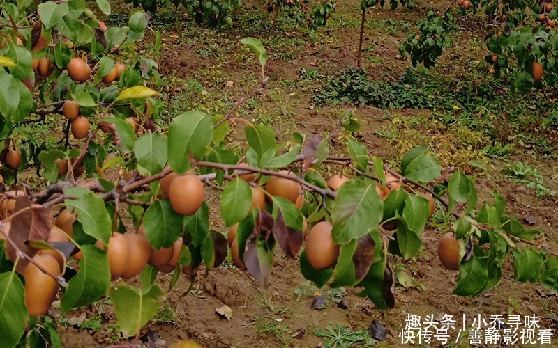 国人历时14年培育成功，价格却从25元跌到5元，如今很难见到