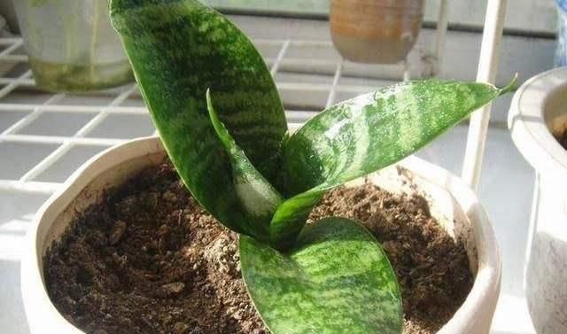 虎皮兰不见长、烂根多用上“4招”小方法,根系壮、叶片绿