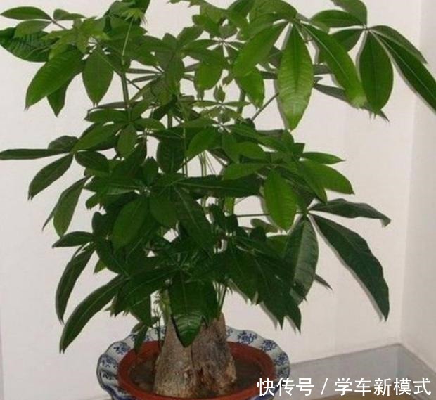 冬季养盆发财树如何避免伤亡从5个方面入手，不黄叶不烂根！