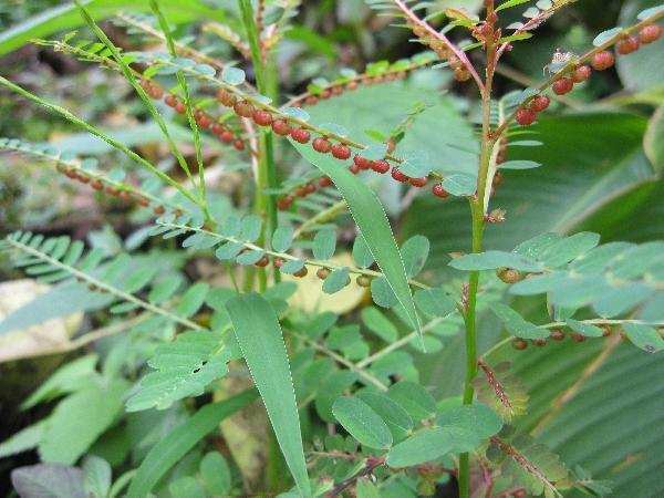 牙疼草|有种草叫“牙疼草”,生在农村形似含羞草,如今市场上一斤80元