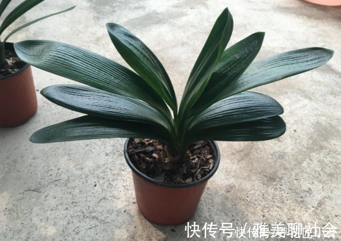 叶片|君子兰叶子残缺长“疤”,平时管住手,做好3点,养出“大扇面”