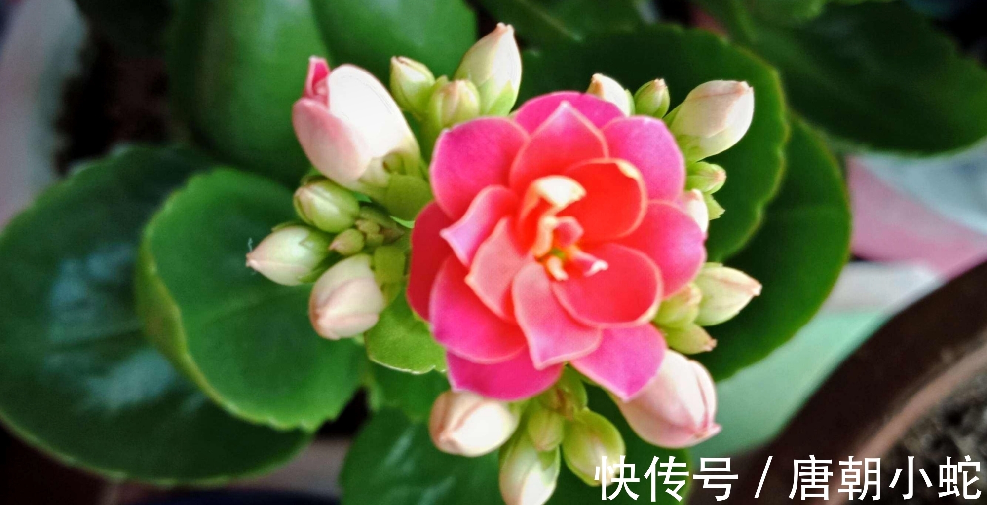 天增岁月人添寿,福寿吉庆长寿花