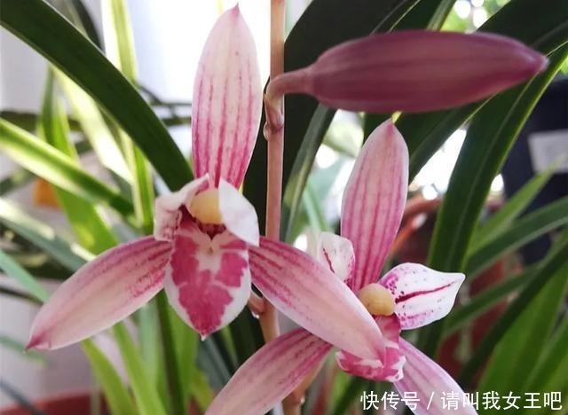 6种兰花,一开花香飘满屋,越养越值钱!6种兰花,一开花香飘满屋,越养越值钱!