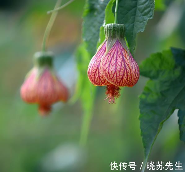 新手养花首选这3款，开花美好养护，抗性强真省心，适合新手