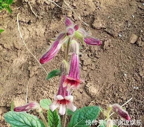 农村一野草,人称“蜜罐”,根价值不输人参,长在路边少人识