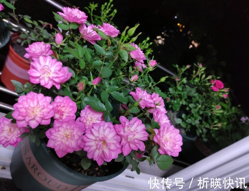 肥料|此花号称“开花机器”，居家盆栽牢记4点，开花繁殖能力特强