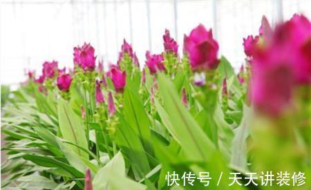 姜荷花|姜荷花这样养护，花朵又大又艳丽，单朵开足60天，年年都复花