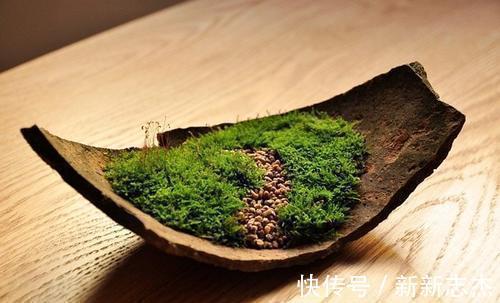 漂亮|石缝墙角都有的这玩意,带回家种花盆里,养成漂亮盆景!