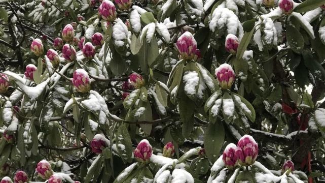 情怀|只下了一场雪，峨眉山又多了这些名场面