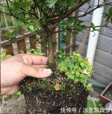 新买的杜鹃，记住4点，不黄叶不落叶，盆盆都能开爆