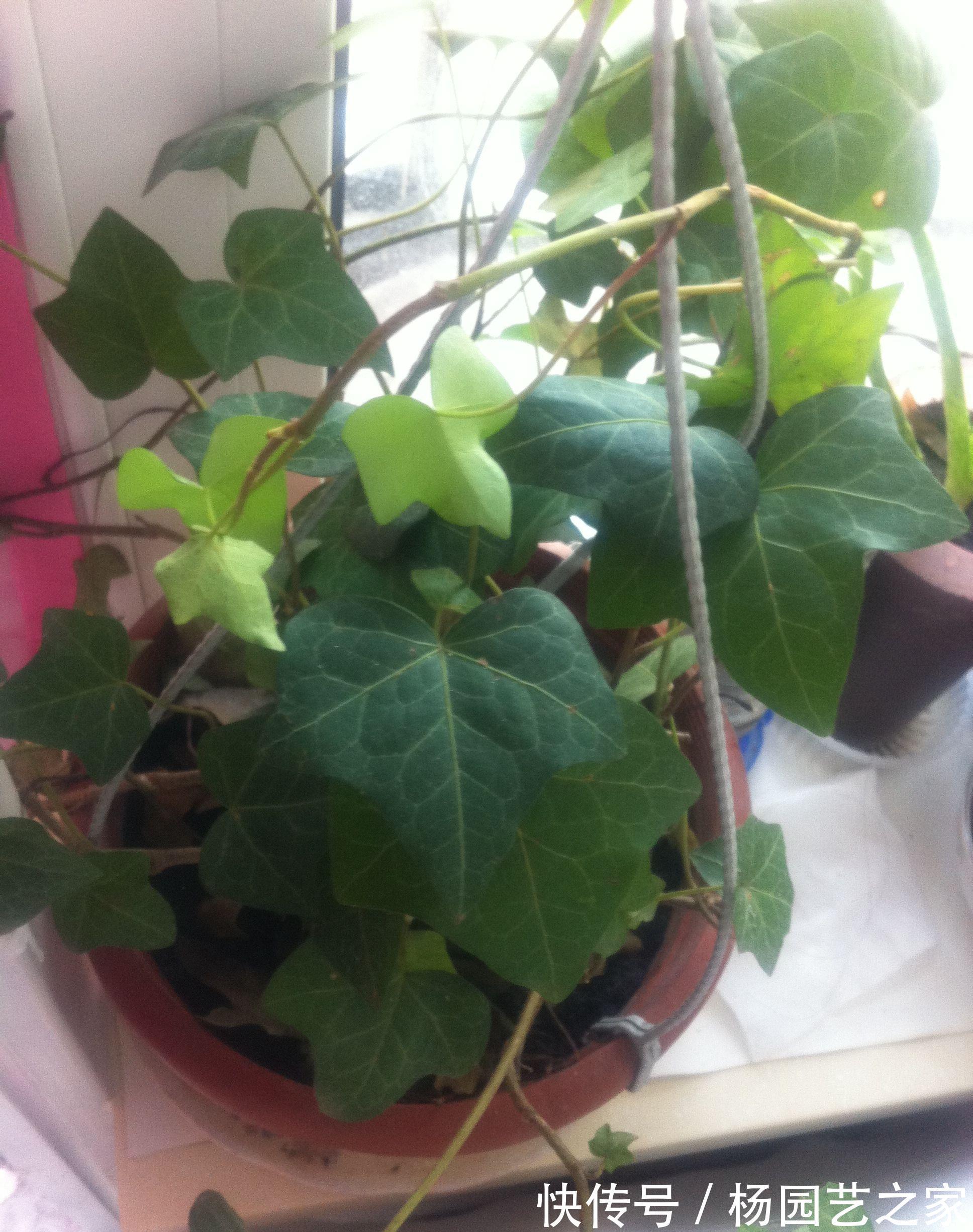 植物|养花,室内不能贪多,客厅养几盆,每间卧室放一两盆就足够