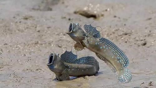 鱼类|这鱼会爬树,靠吃淤泥为生,一天捉不到3斤,100元一斤供不应求