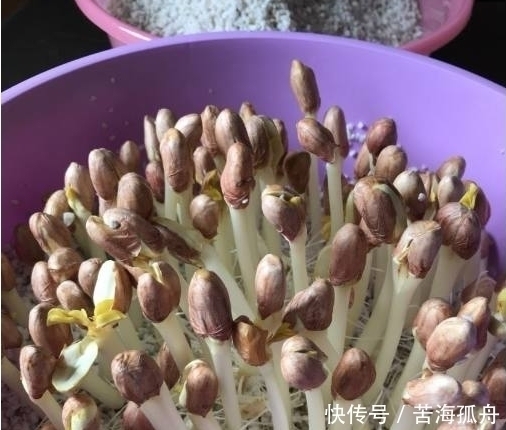 好吃|炸花生原来还可以这样利用,太聪明了,又营养又好吃!太赞了!