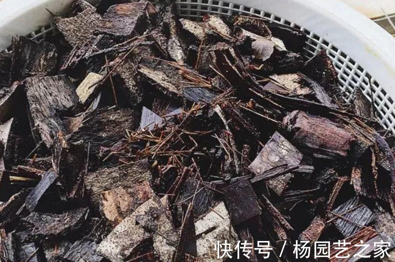 树皮|老化的树皮,堪称“大自然馈赠的养花神器”,制作简单又实用