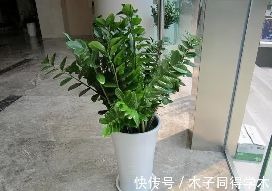 懒人花|4种懒人花,丢外面10个月不管它,反而枝繁叶茂开满枝