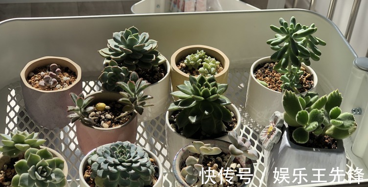 浇水|秋季该怎么给多肉浇水?摸清楚这4点,叶子水灵灵,不会没精神