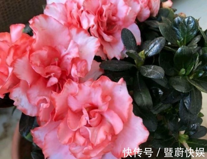 “4种花”谁见了都喜欢，婀娜多姿，人见人爱，美的让人热泪盈眶