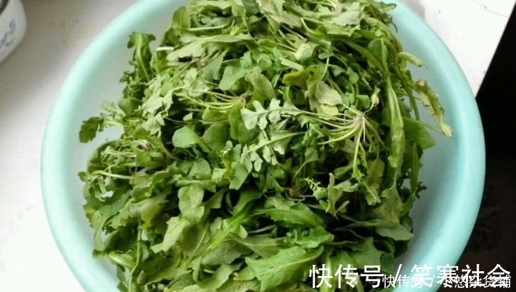 野味|农村有一种野味,叶子极为珍贵,外面一斤20元农村人都吃过