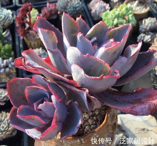 多肉|这些多肉真霸气，长势旺小盆装不下，易度夏越养越值钱