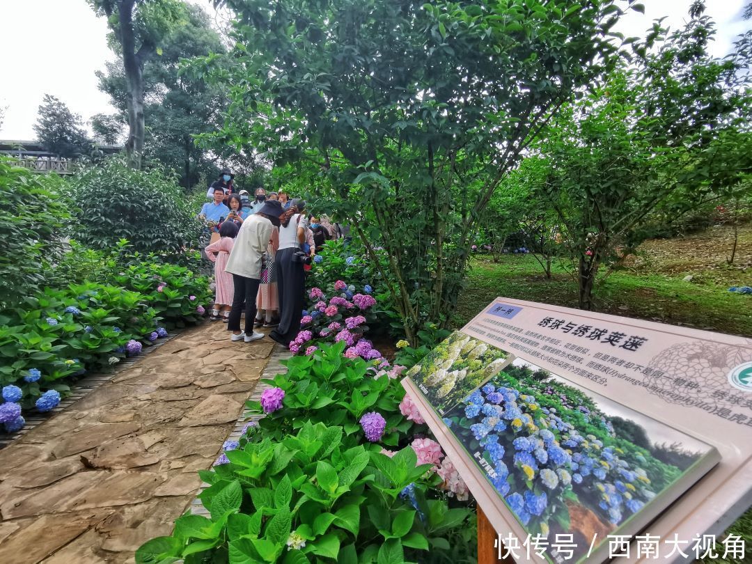 花友会|百颗毳毬谁织就，几枝琼萼露和圆 成都植物园“绣球花花”花友会与园艺爱好者浪漫相约