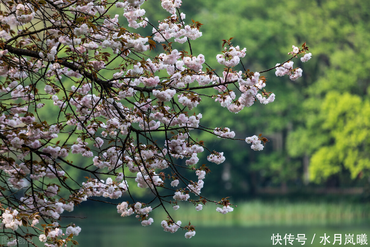 四月：梨花落，春欲晚，花事荼蘼，彼岸无期，闺中风暖，陌上草薰