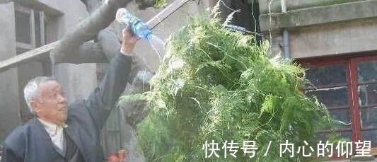 文竹、发财树,用这“水”养一养,一窜2米高,再也不黄叶!