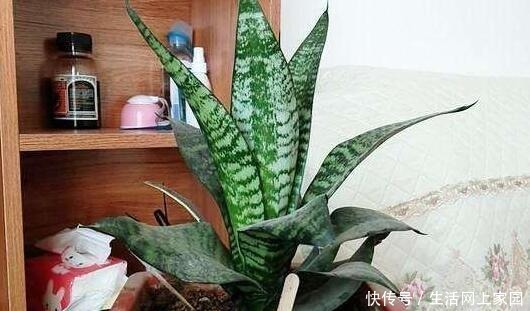 大妈把吸管筷子插花盆,解决了养花人的“2大难题”,朋友都效仿!