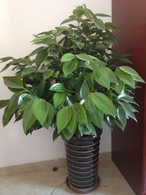 平安树|客厅里要养4种树，不为别的，重点是“寓意”好