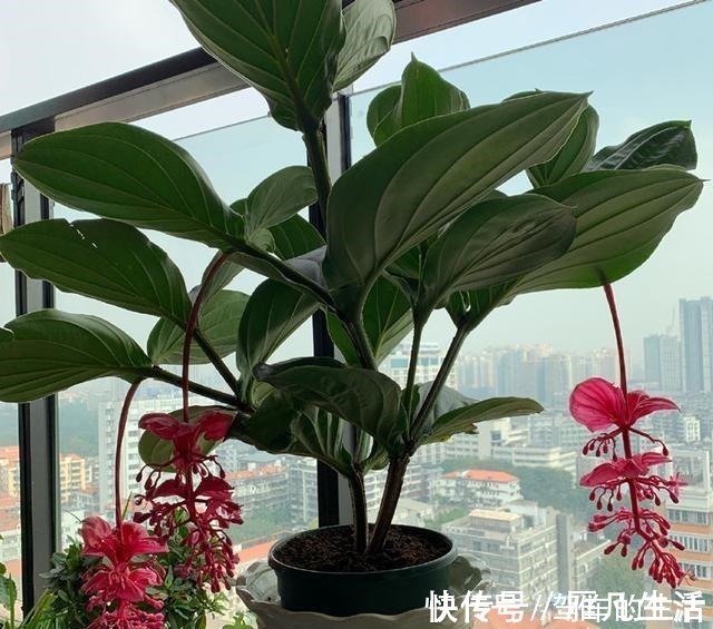 中文译名|国外很火的“网红”盆栽，花叶俱美，花期长达八个月，室内也能养！