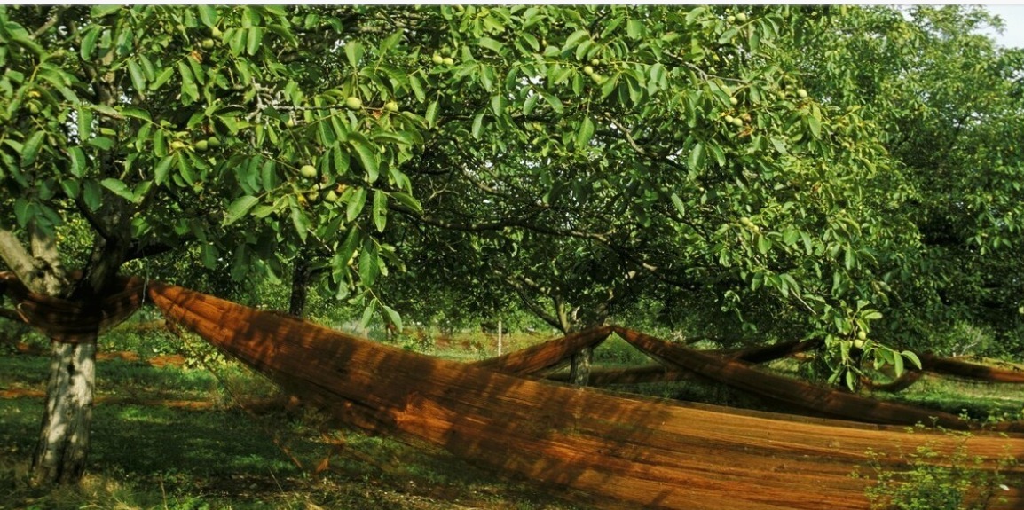 黄油|核桃,钟南山院士推荐的“超级健康食物”,可惜很多人却都吃错了