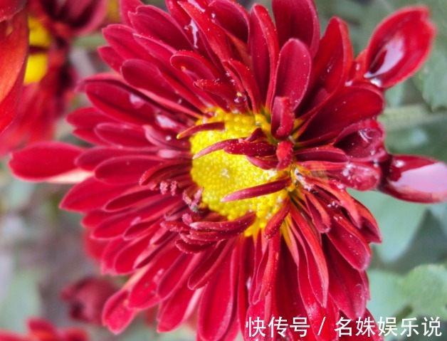 花朵|新手养花，就养花开150天，沾土既活的花卉，花语寓意良好！