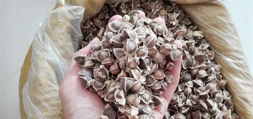 常吃|它是前列腺的“保护伞”,男人常吃,消炎抑菌,前列腺更健康