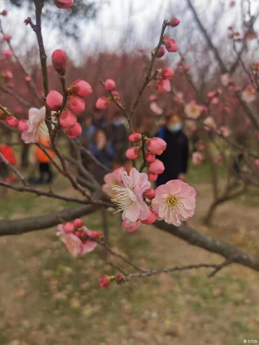 中年|【我与爱车度新年】新春初五踏春季，相约朋友游玩大蜀山