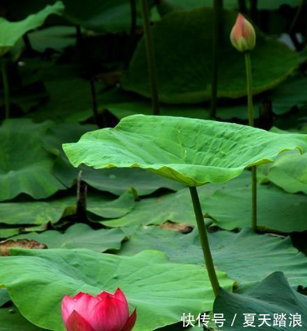 吉星拱照|8月15日开始，4属相贵人相助，桃花朵朵，事业兴旺，生活顺心