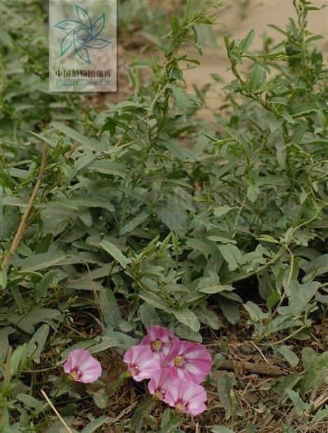 中药大辞典|田旋花,见过吗祛风止痒,止痛治牙痛、神经性皮炎