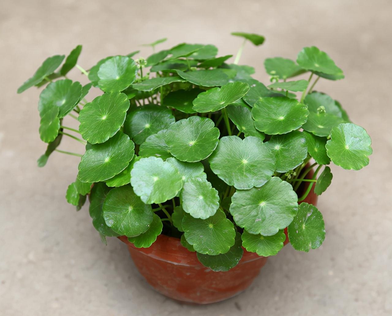 17大吉祥花,客厅有空间一定要养上一盆,好看又好养,养人又旺家