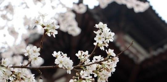 寒食东风御柳斜@史上最著名的一首骂皇帝诗,却因写得水平太高,皇帝都不禁嘉赏!