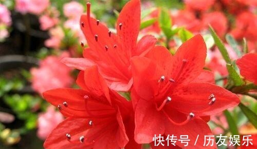 盆栽|室外养杜鹃花,注意5个“细节”,枝繁叶茂,开花满枝,长成老桩
