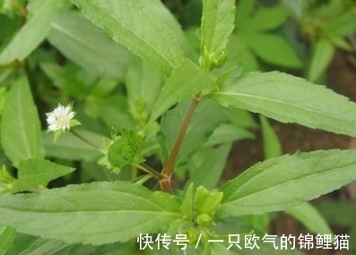 莲蓬|长得一肚子墨水,形态很像莲蓬,别忽视