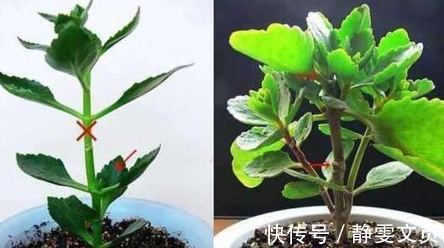 长寿花|这样剪几刀,枯萎的花立马冒新芽,10天就能蹭蹭开花