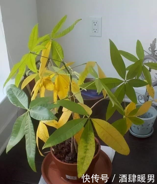 5种“吉利花”,冬天是“难关”,再漂亮也别买,买了也是浪费钱!