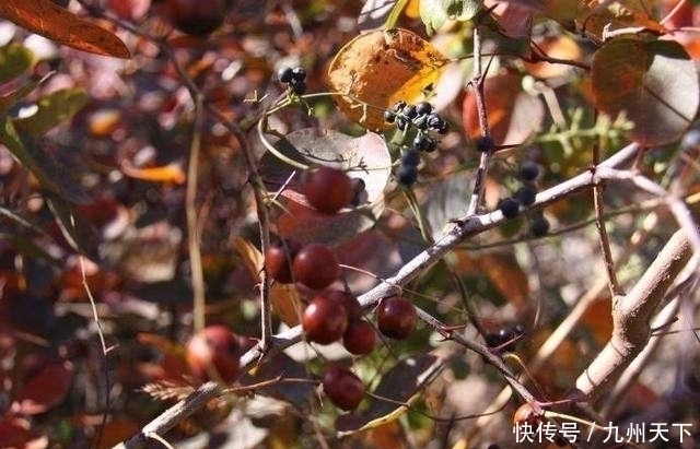 失眠|它是纯天然的“安眠药”,睡前泡一杯温水,和失眠说拜拜!