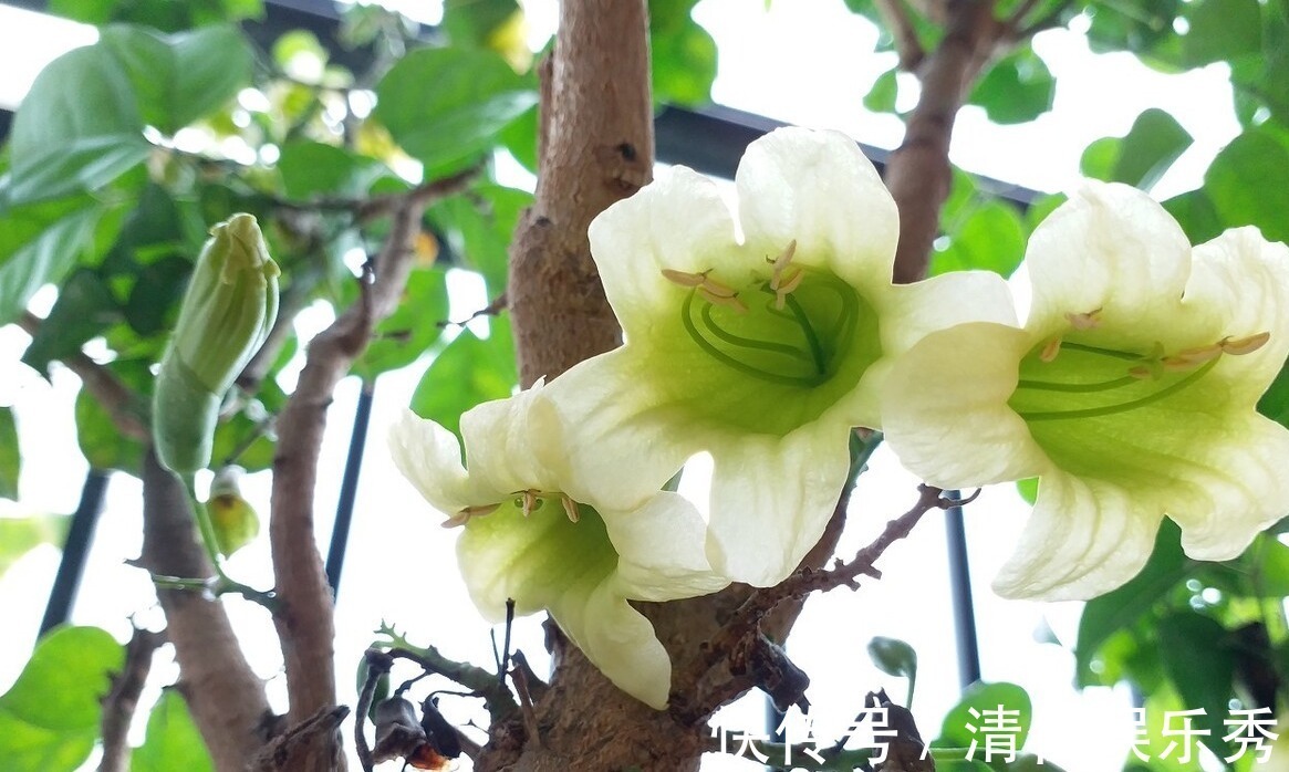 肥沃|4种树,花开富贵“好兆头”,难得一见,看看你家有吗?